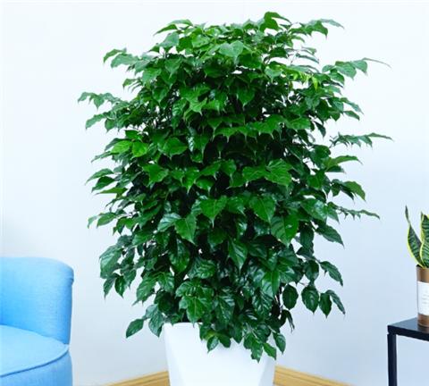 幸福树叶子尖端发黄挽救方法,幸福树叶子很稀怎么变茂盛