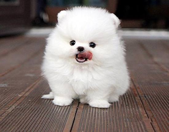 不同宠物花销大盘点原来养它才是真土豪