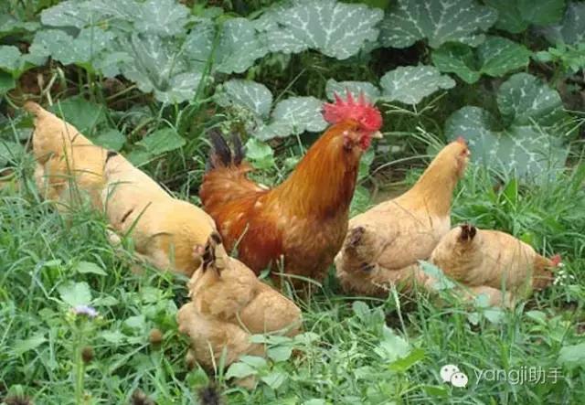 怎么样才能知道土鸡是什么样的,如何知道土鸡缺少什么营养