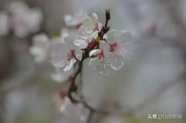 人间四月春暖花开散文,最美人间四月天优美散文