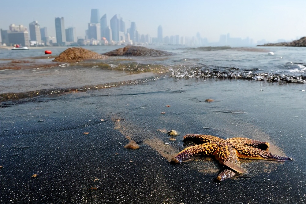 海星入侵有多惨,青岛入侵海星泛滥现状