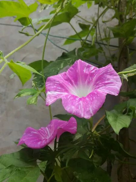 牵牛花到处游,牵牛花随便种