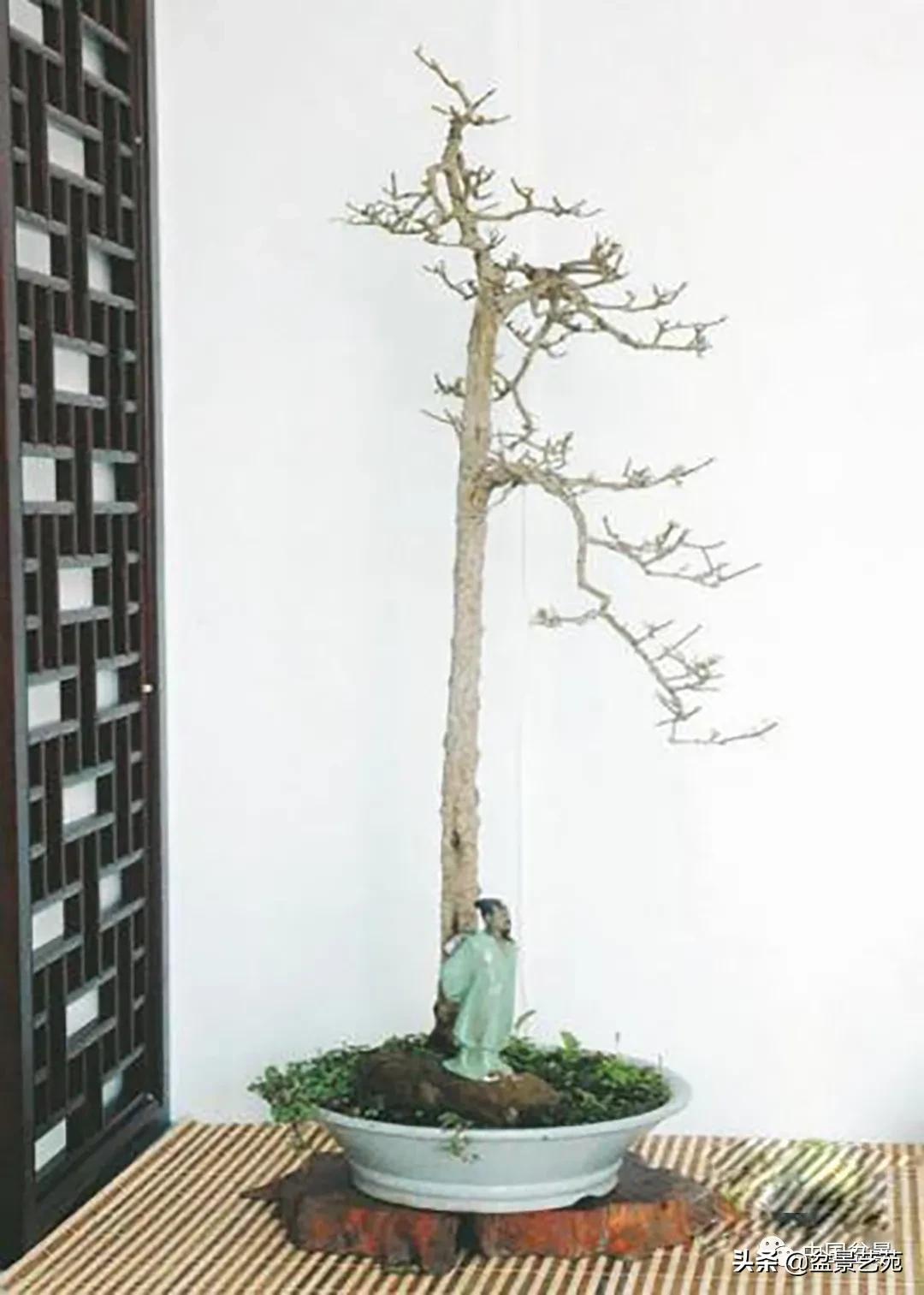 老树桩的造形特征有哪些,论述树桩盆景主要流派的艺术特点