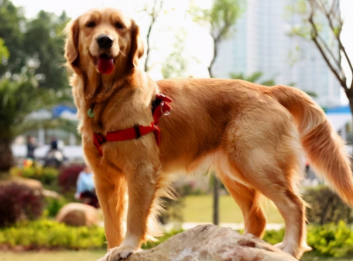 金毛犬为什么不建议养呢,新手养金毛成犬要注意什么