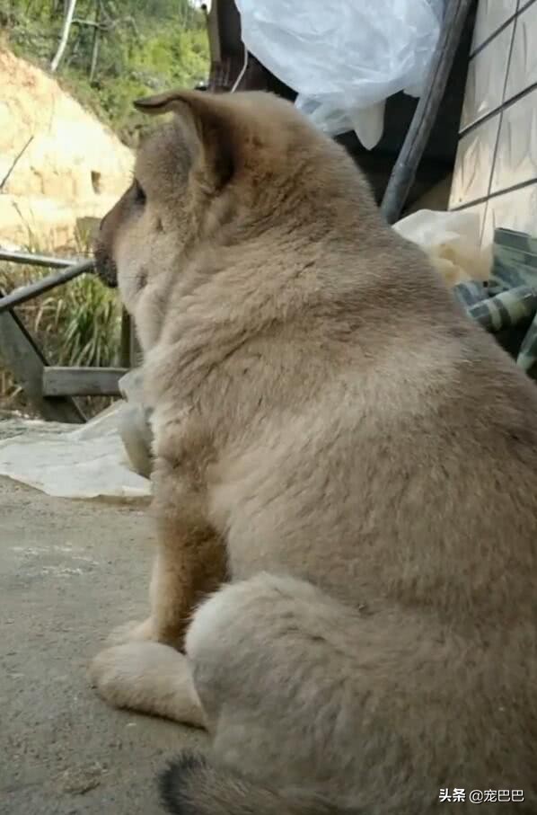 被马蜂蛰过的狗狗图片,狗狗被马蜂蛰原视频