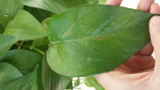虎皮兰长出的新芽枯萎,虎皮兰叶片出现白色斑点