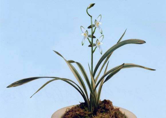 兰花花期是几月,蝴蝶兰花花期几月结束