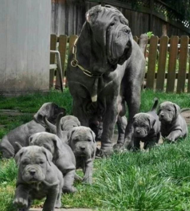 母爱的伟大12年生9个孩子,母爱伟大狗狗救自己的孩子视频