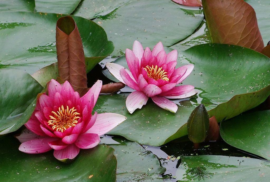 适合懒人养的喜阴的四季花,春夏秋冬特别适合养的养不死的花