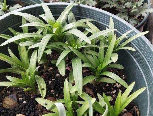 盆栽香水百合怎么养才能更旺盛,香水百合养花的技巧