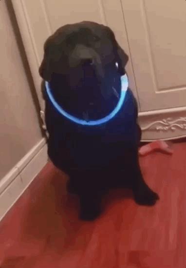 养狗真实感受图片,养狗黑的好还是黄色的好