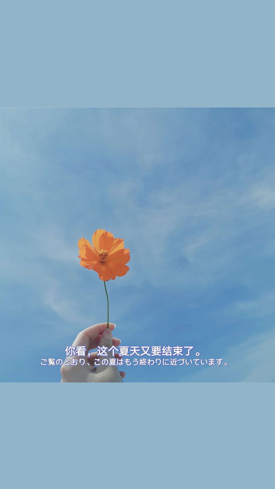 干净有质感的文字手机壁纸,多彩多色花超清壁纸