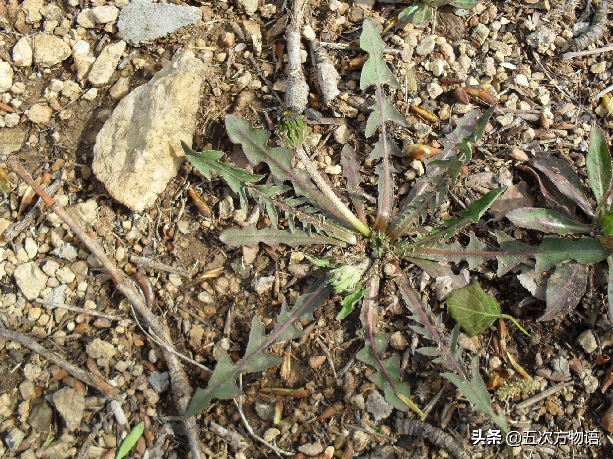 1分钟了解蒲公英,蒲公英科普知识资料大全