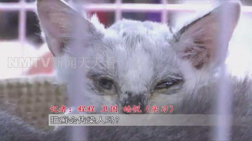 呼和浩特一女子花1500元买了只小猫，几天后孩子身上竟出了红疹？！女子投诉猫舍职能部门介入