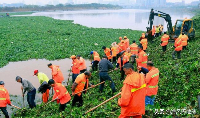 水葫芦在我国泛滥成灾说明了什么,南美洲水葫芦为什么没有泛滥成灾