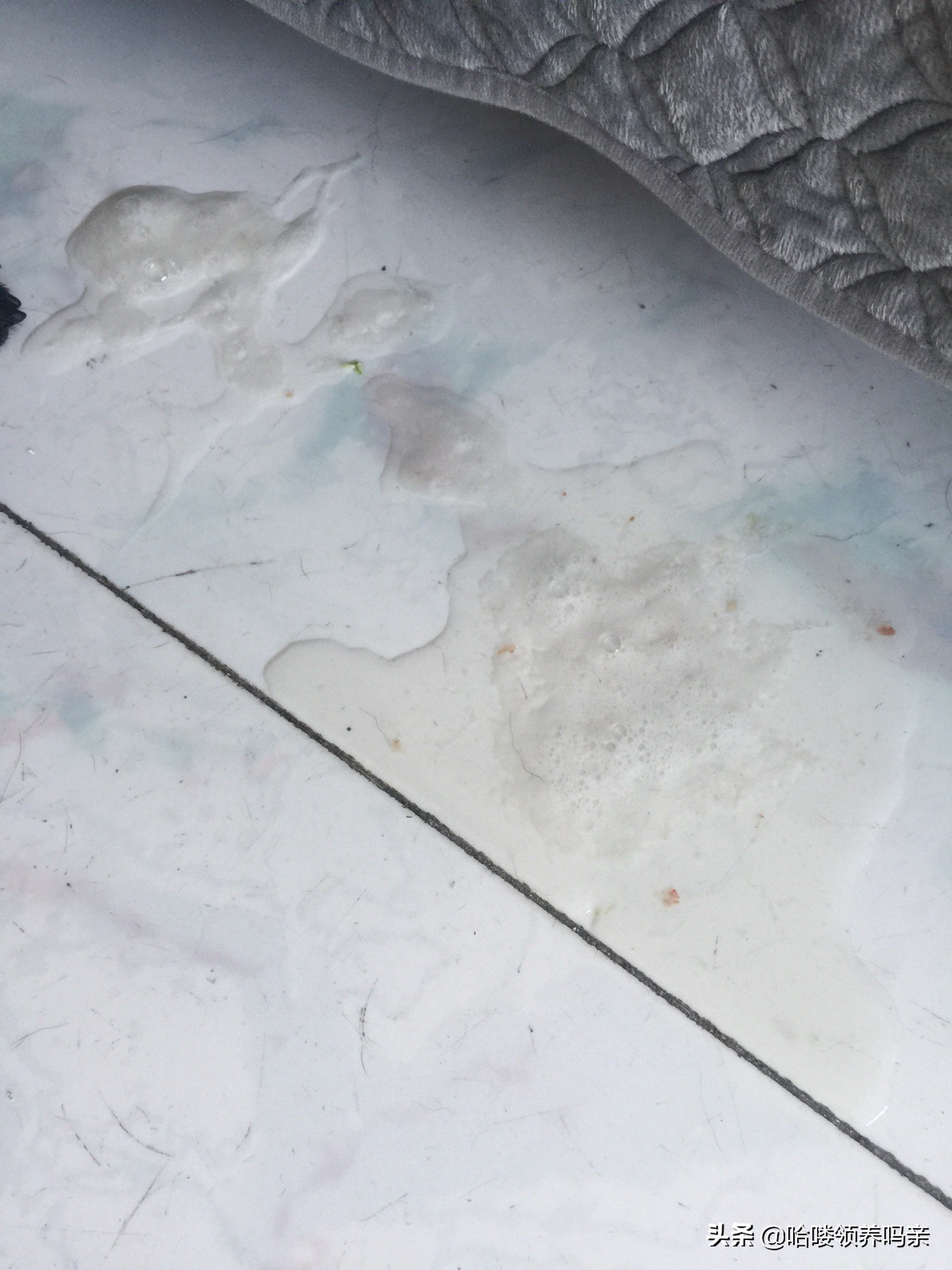 狗狗出现呕吐是什么原因造成的呢,狗狗呕吐的这4个原因