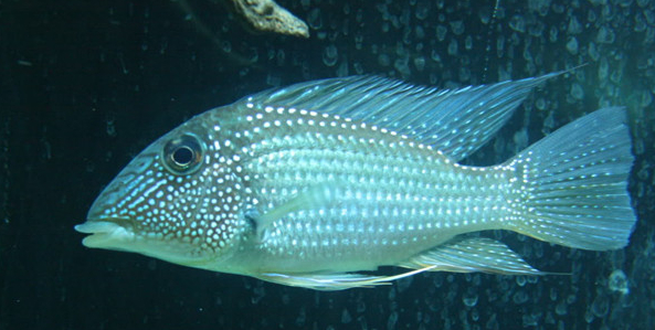 南美慈鲷,慈鲷有黑色的吗