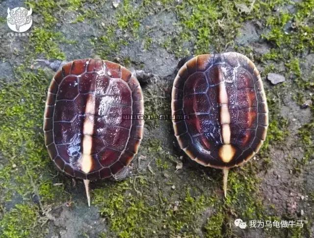 黄缘闭壳龟全集,黄缘闭壳龟和黄缘盒龟