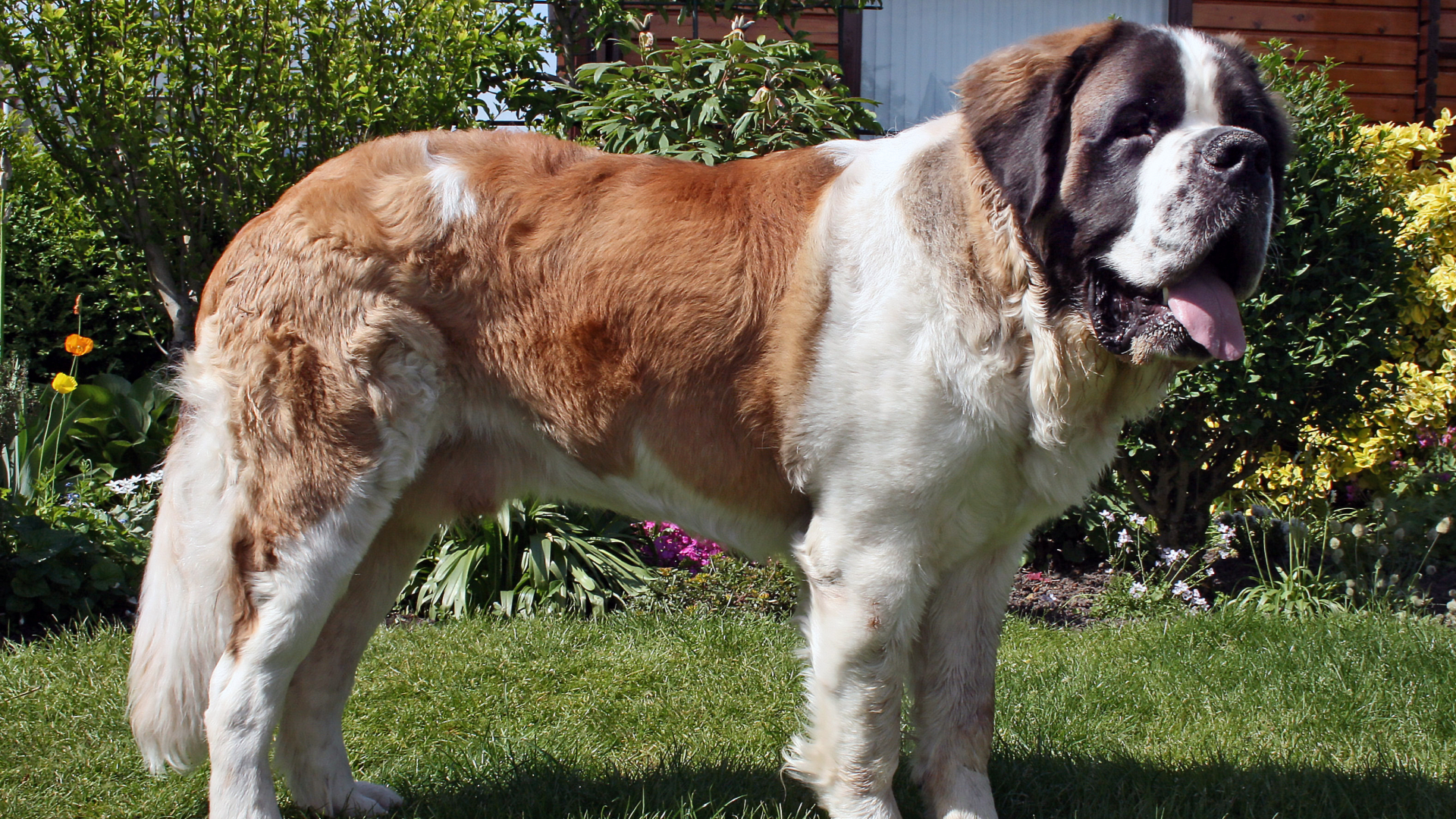 世界上最大的狗藏獒哈士奇,中国十大名犬哈士奇