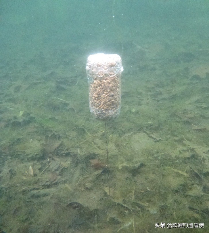 话说欧鲤钓组全集,欧鲤钓法pva