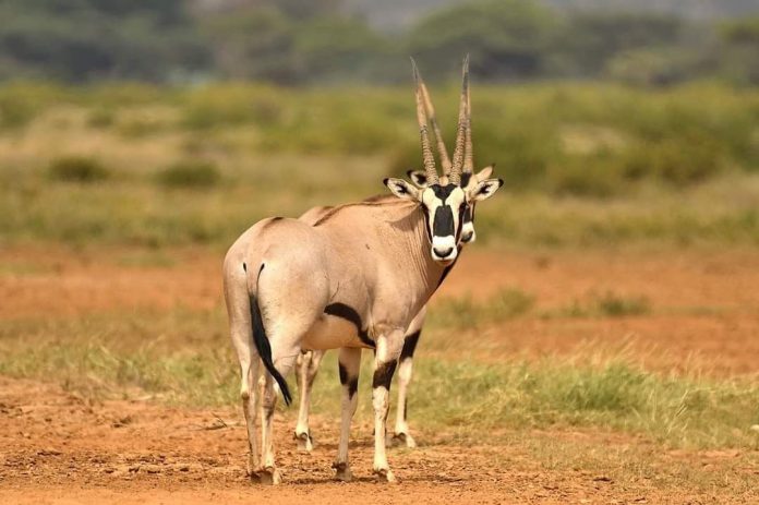母狮捕获一只小羚羊却不忍吃,母狮和刚出生的小羚羊