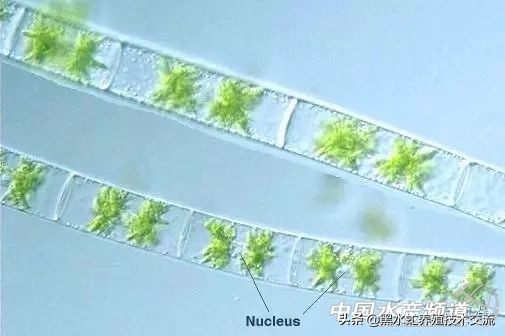 100种水产藻类,水产藻类图谱及名称