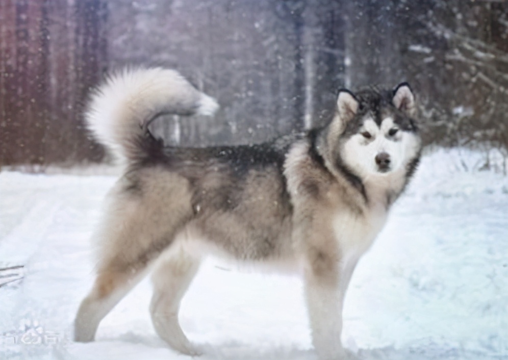 养阿拉斯加犬注意事项,饲养阿拉斯加注意事项