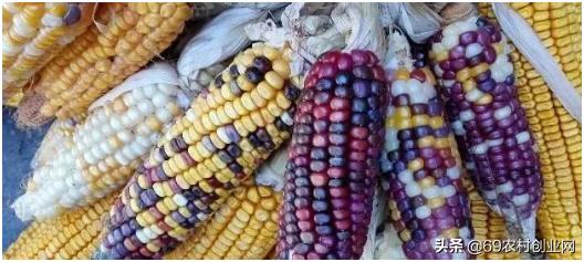 在农村创业九大赚钱项目,农村创业十大赚钱项目