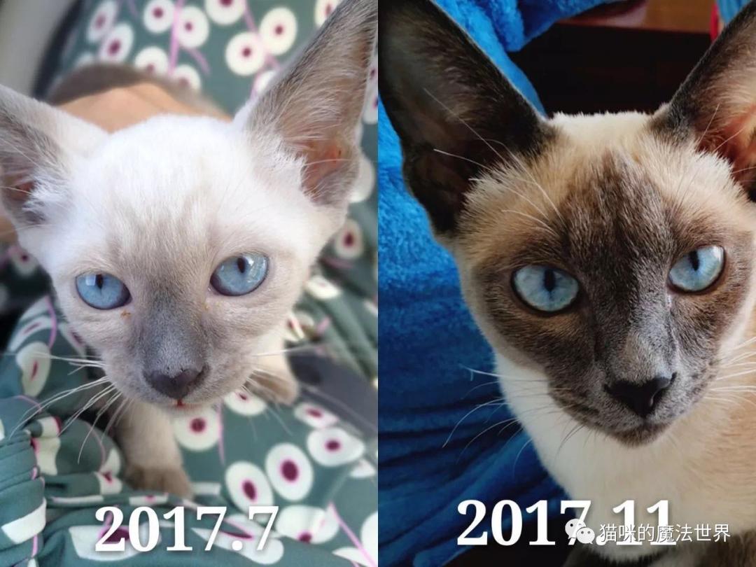 猫咪品种大盘点3：暹罗猫