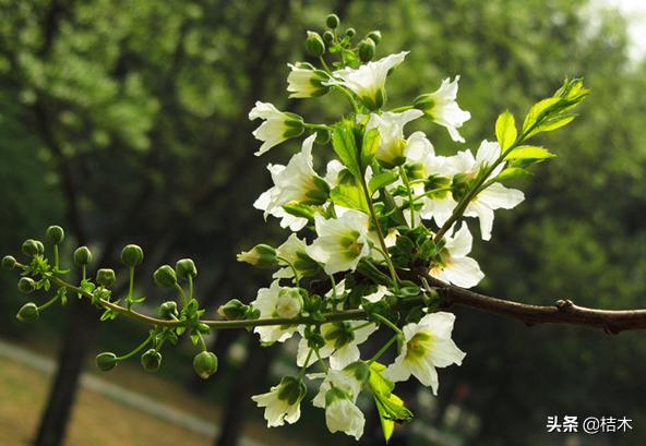 我国珍贵树种,我国有活化石之称的植物有哪些