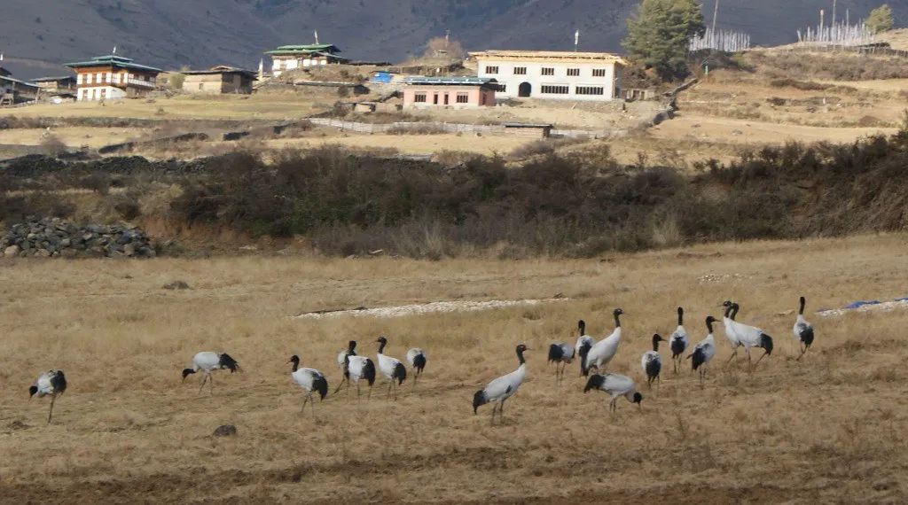 黑颈鹤的有趣之处,黑颈鹤有什么爱好