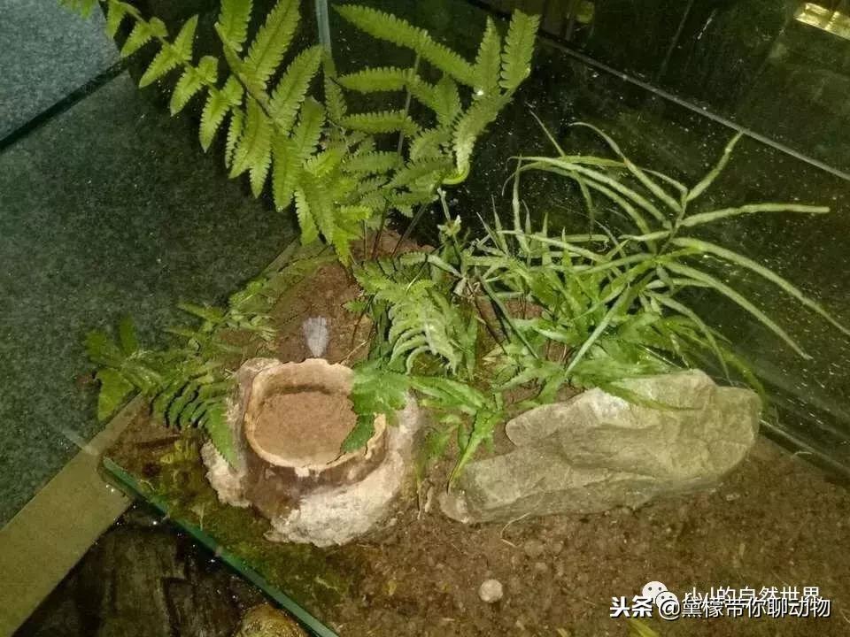 丛林造景黄缘龟池设计图大全,龟宝宝黄缘龟生态缸造景教程