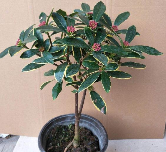 有什么风水树适合放在家里,旺家风水的花树