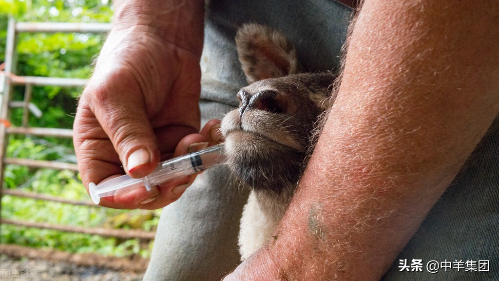 羊尿结石导致尿不出来怎么办,羊尿结石最快的排出方法