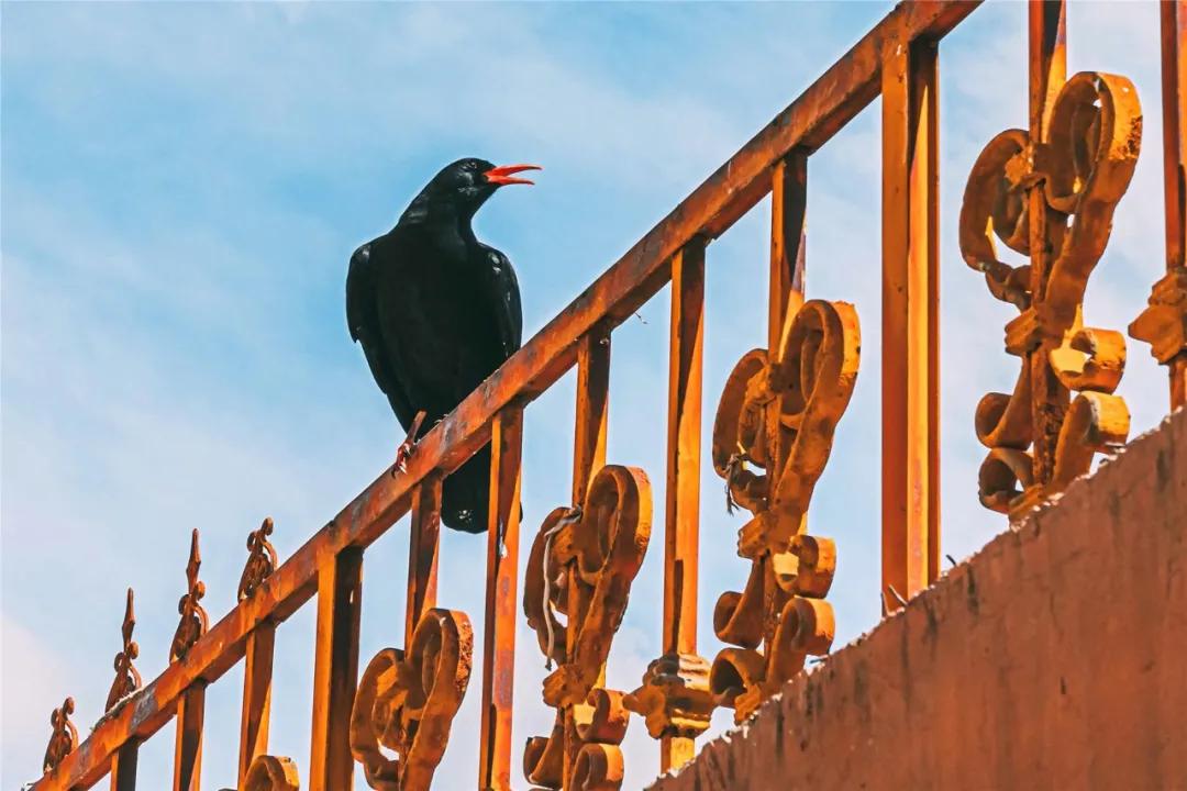 马牌轮胎究竟怎样,马牌轮胎有多强