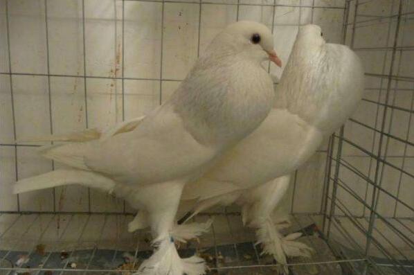 养鸽子会引起什么疾病,鸽子肠道疾病图片大全