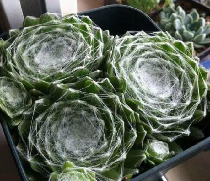 多肉长气根的原因和处理方法,多肉不长芽怎么处理