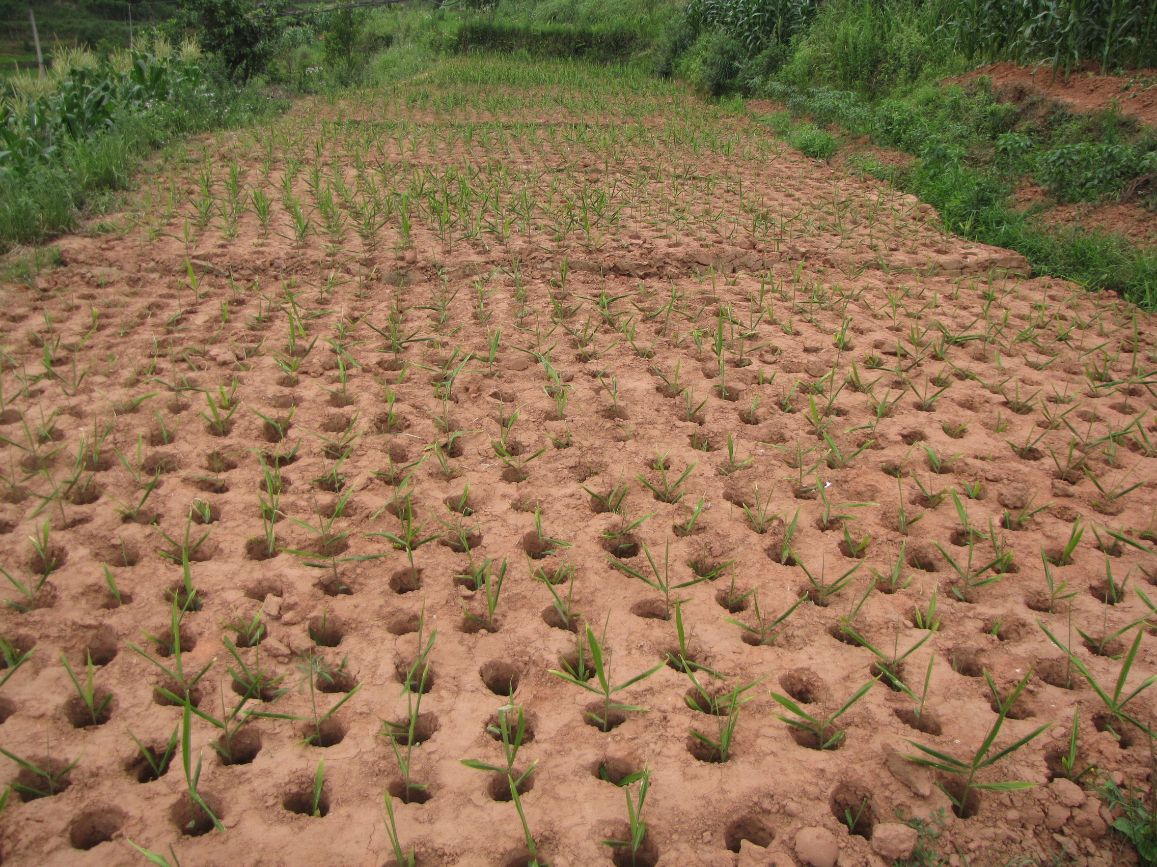 撬窝种植生姜,姜窝种植技术视频