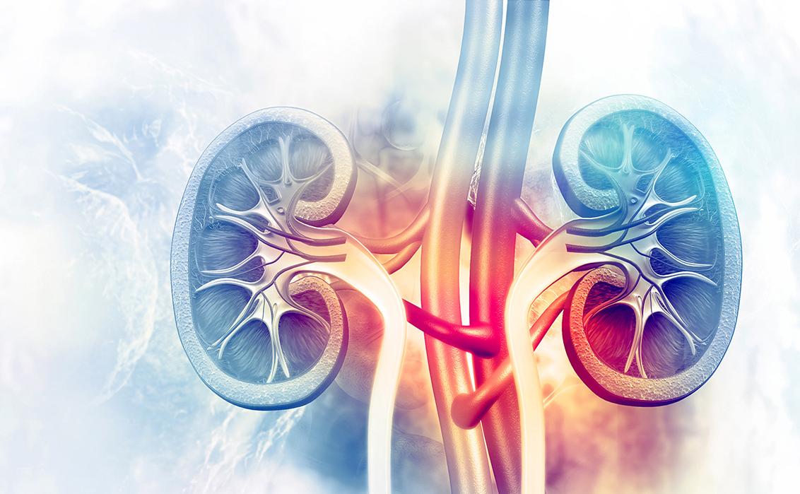 世界肾脏日肾脏健康关乎你我,世界肾脏日科普小知识
