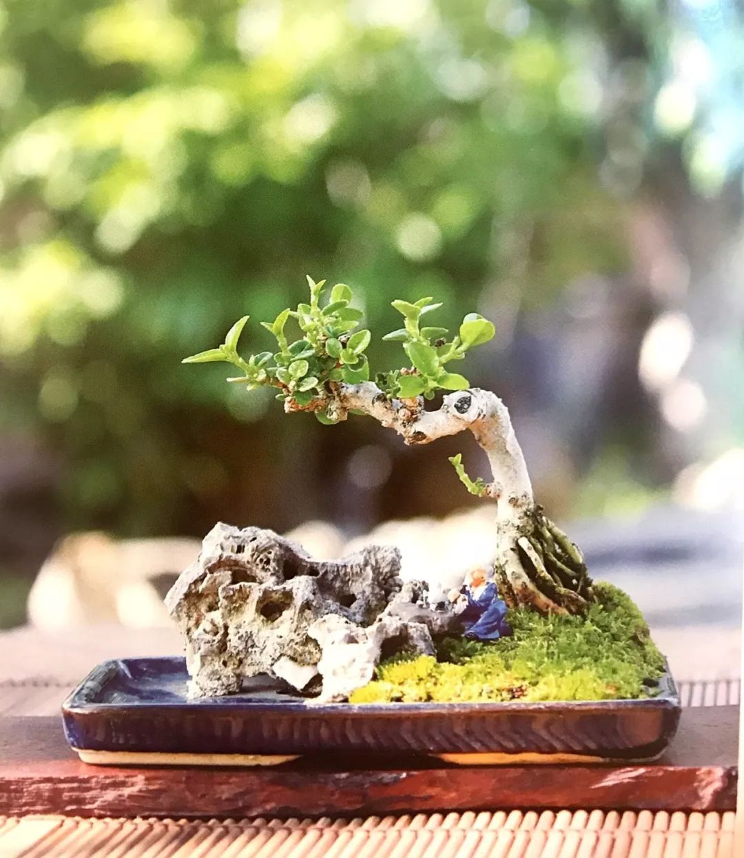 水旱树石盆景图片,什么树石盆景最好