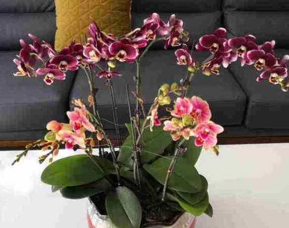 蝴蝶兰叶子发软怎么解决,蝴蝶兰花叶片发软怎么办