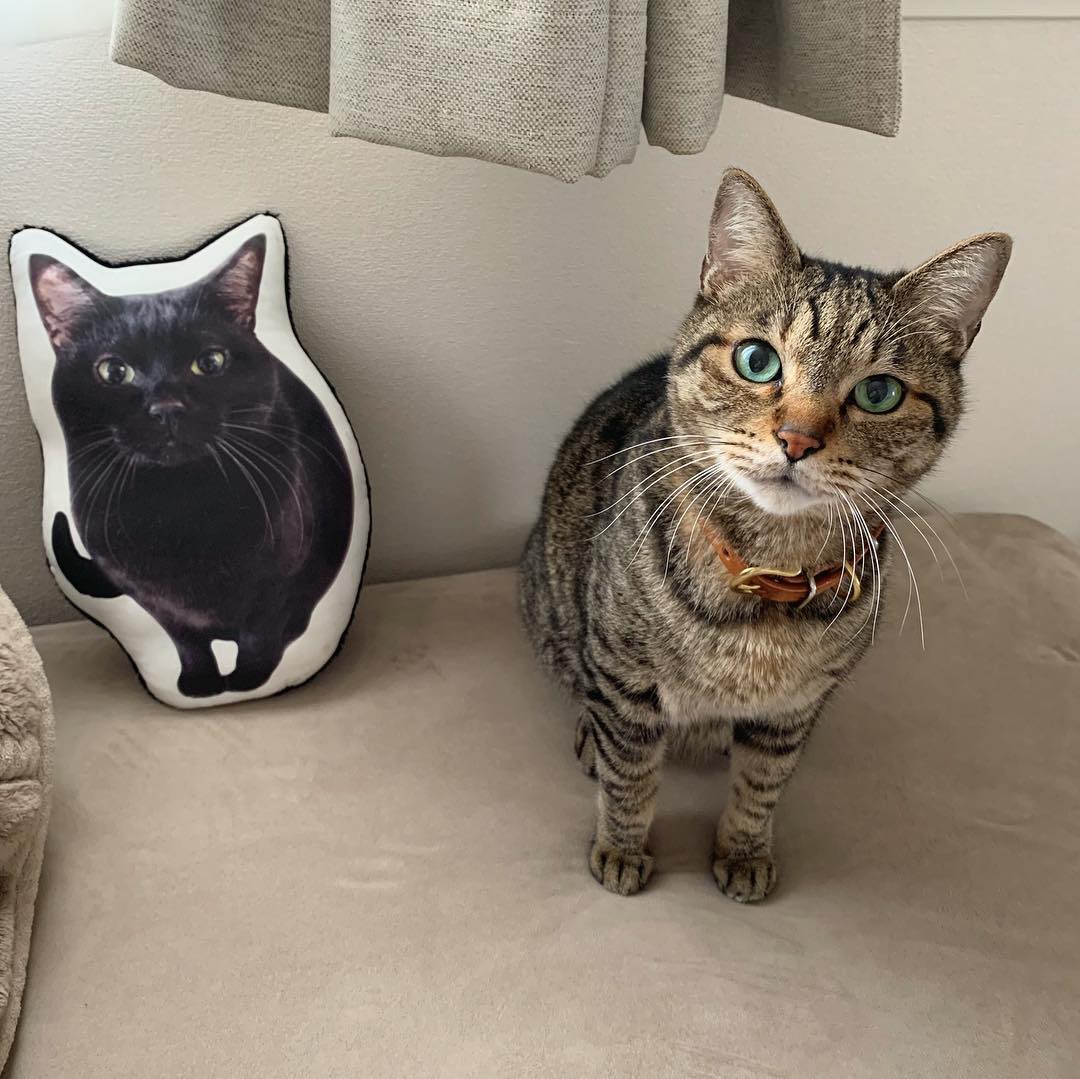 球虫病猫咪,猫咪球虫病用什么药