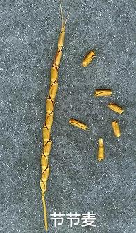 各种蔬菜水果祖先的样子,各种蔬菜祖先