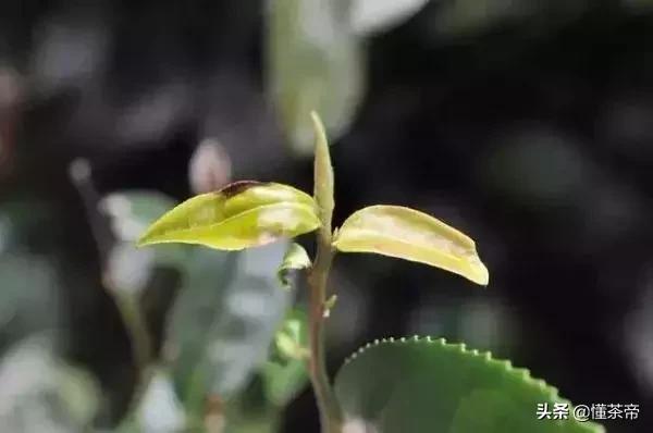 怎么辨别东方美人 (怎么分辨东方美人的好坏)