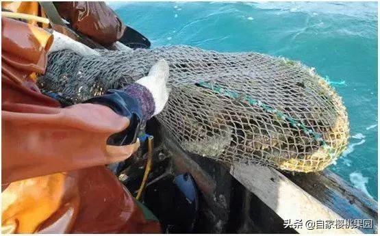 辽参科普,真正的辽参