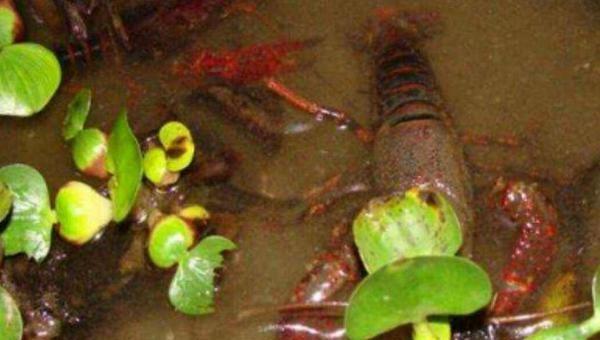 新型农村创业商机新项目,农村创业致富小机器