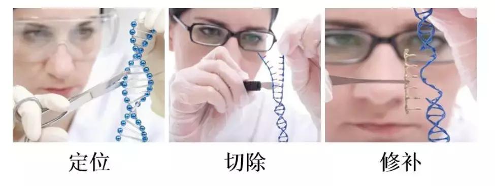 基因编辑值得投资吗,基因检测行业如何分析