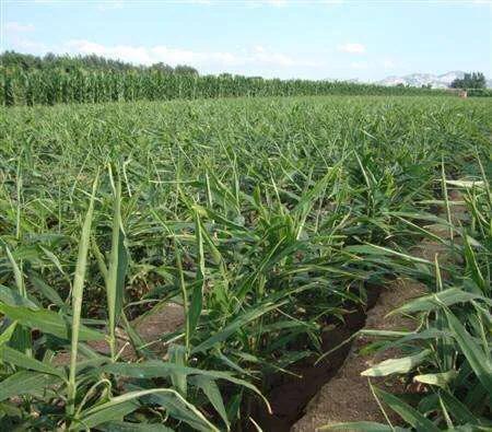 为什么生姜会长白毛,为什么生姜都长毛