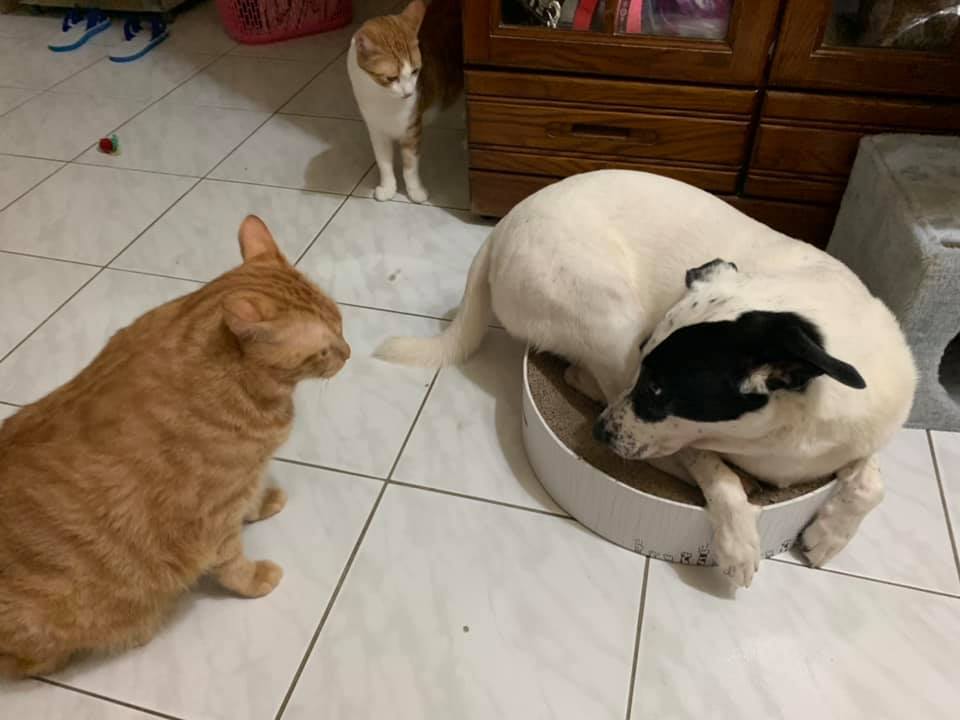 猫咪和狗狗打架出现应激反应,当狗被猫群殴时