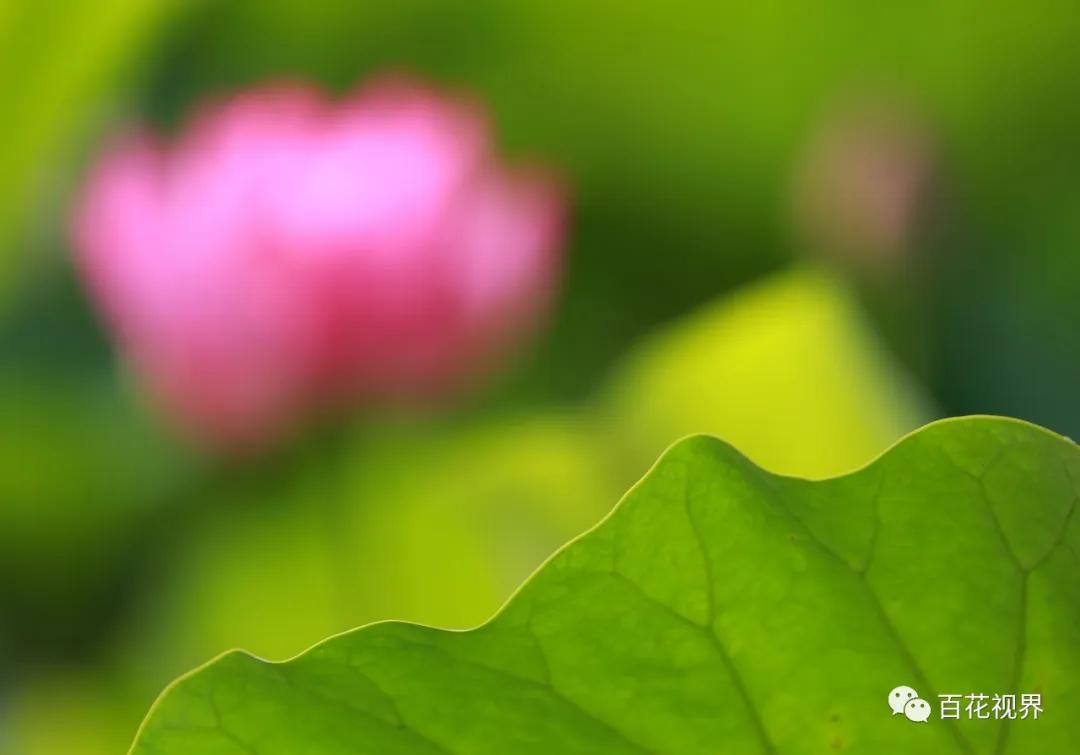 邯郸市女性摄影家,邯郸市女子摄影协会